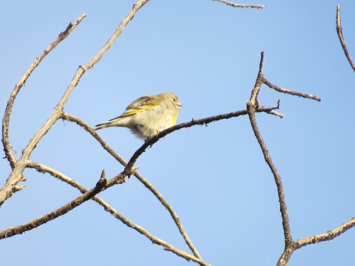Lawrence's Goldfinch - ML323072491