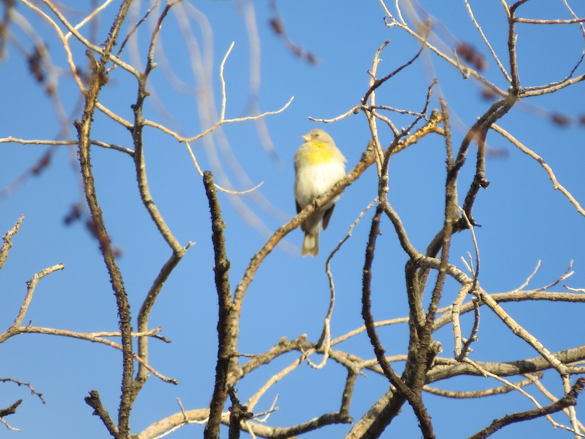 Lawrence's Goldfinch - ML323072501