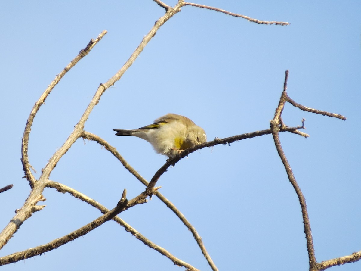 Lawrence's Goldfinch - ML323072541