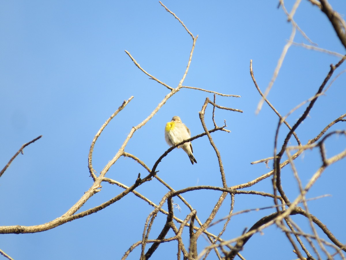 Lawrence's Goldfinch - ML323072571