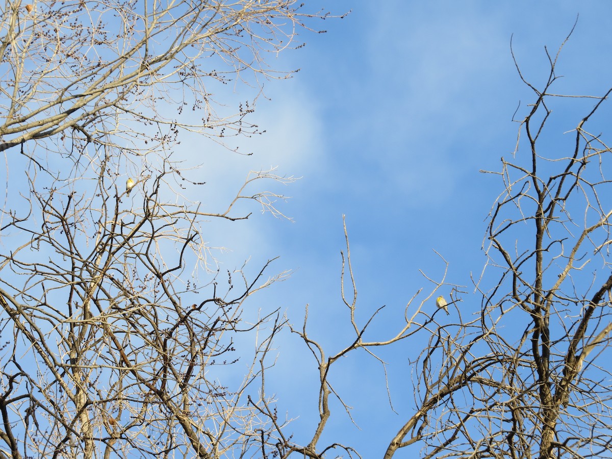 Lawrence's Goldfinch - ML323072621