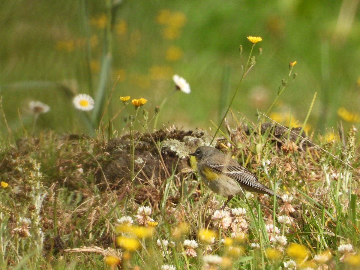 Yellow-rumped Warbler - ML323072911