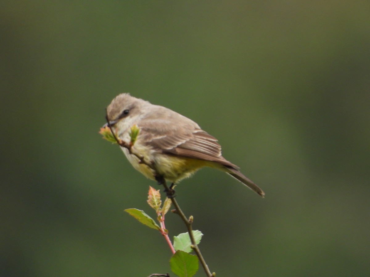 Vermilion Flycatcher - ML323072941