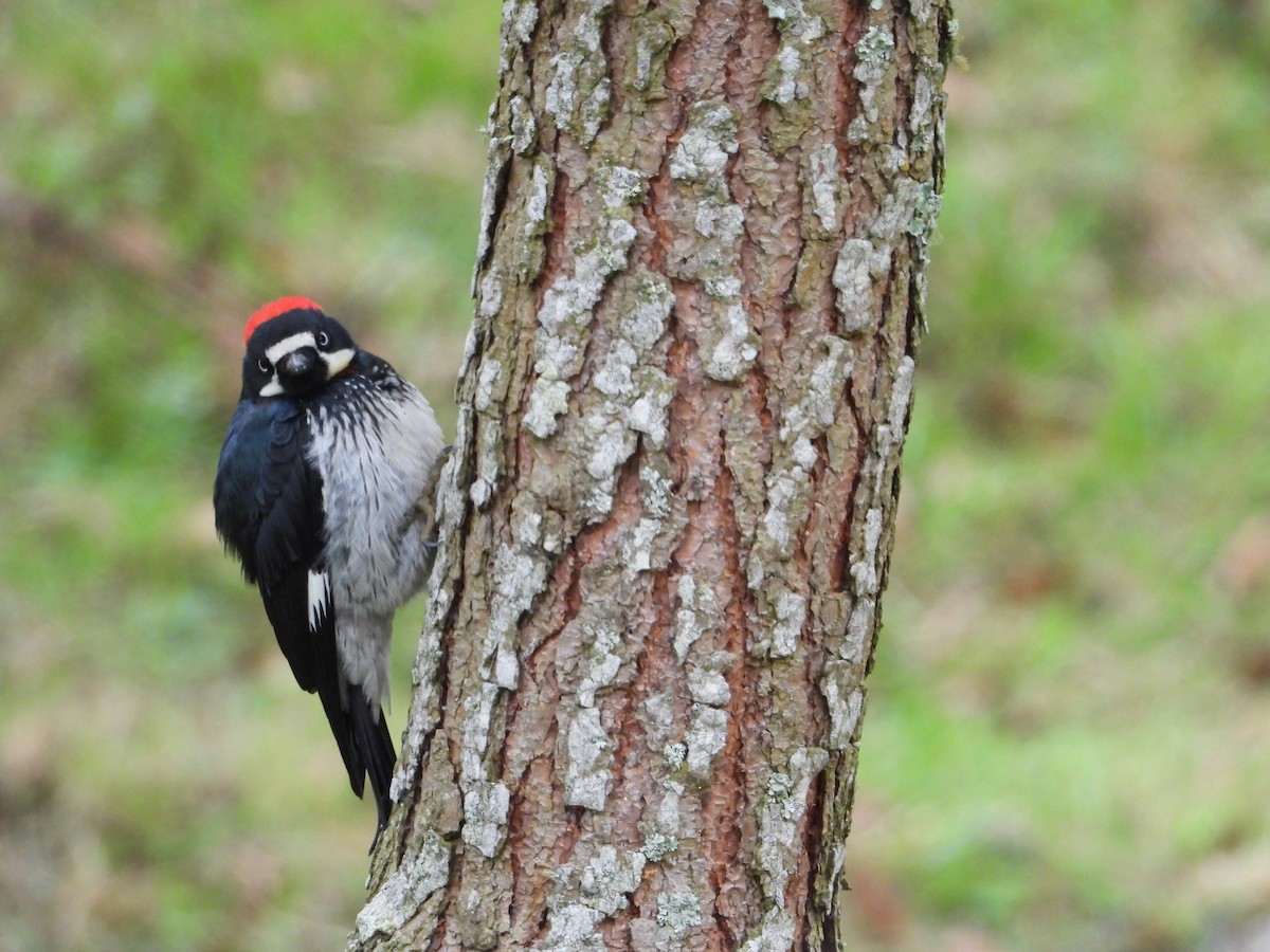 Acorn Woodpecker - ML323073251