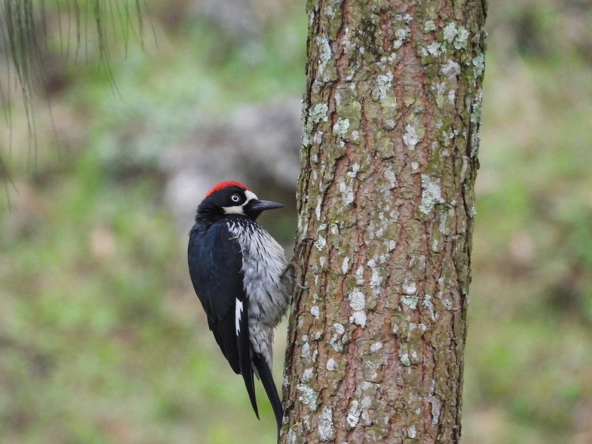 Acorn Woodpecker - ML323073271