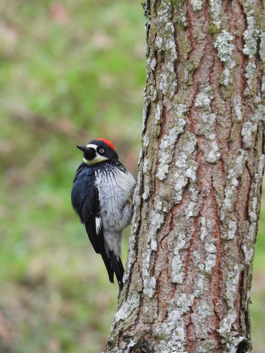 Acorn Woodpecker - ML323073311