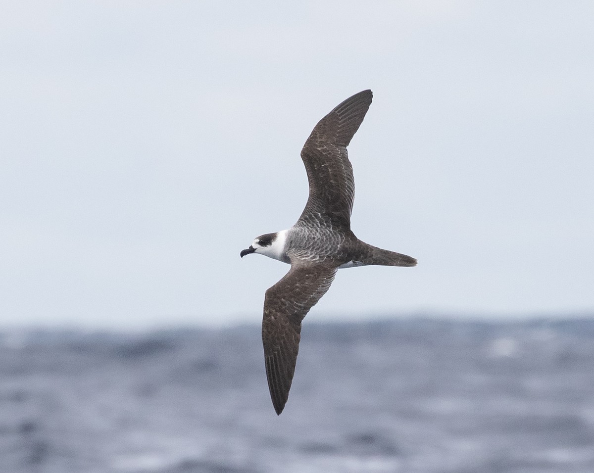 White-necked Petrel - ML323074521