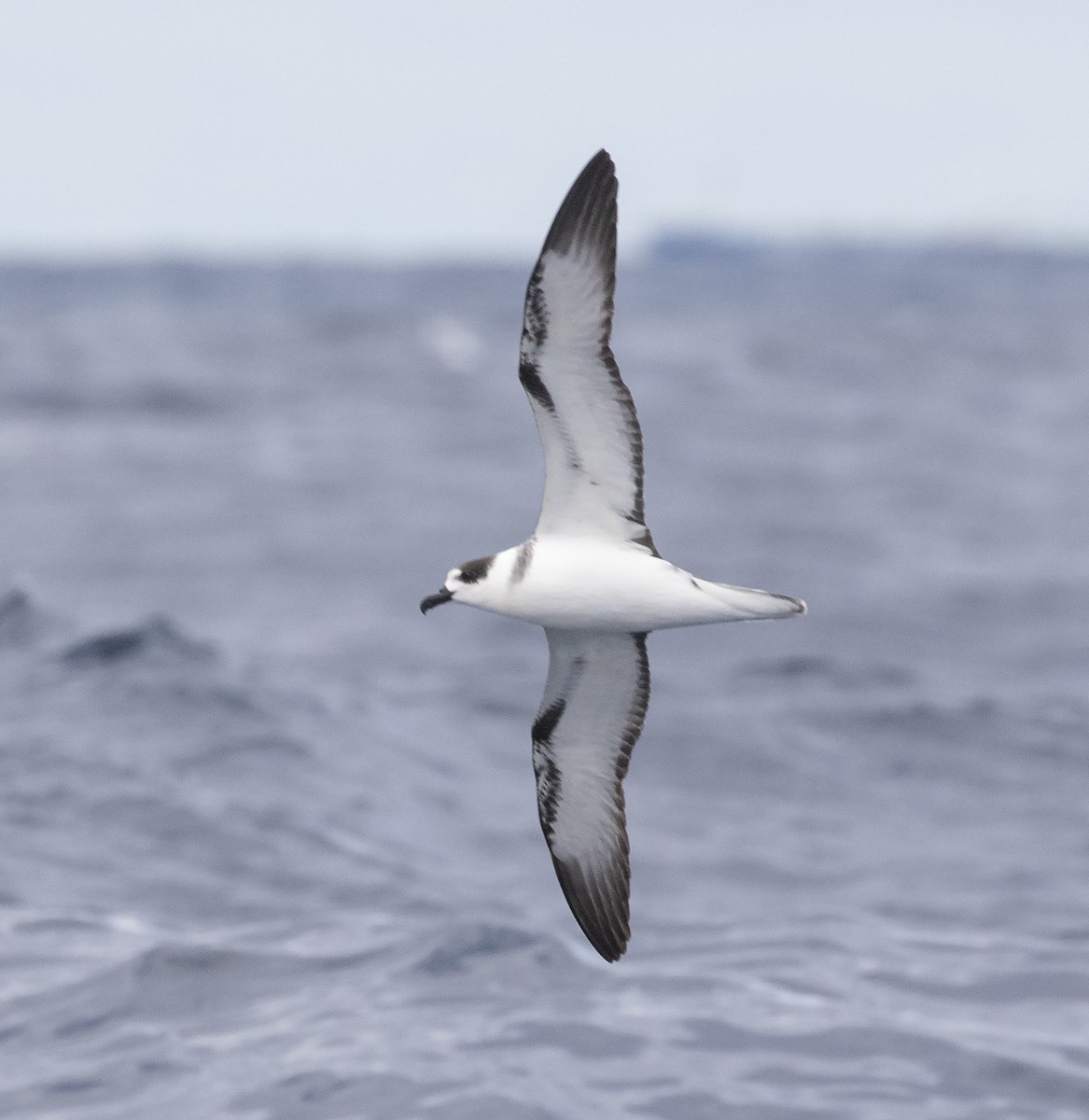 White-necked Petrel - ML323074541