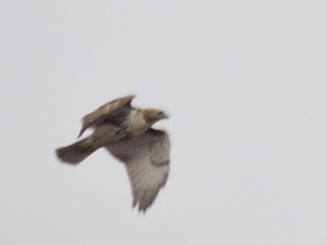 Red-tailed Hawk - Melody Walsh