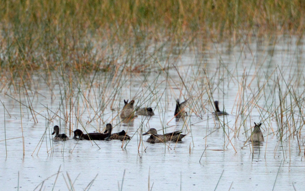 Blue-winged Teal - ML323076291