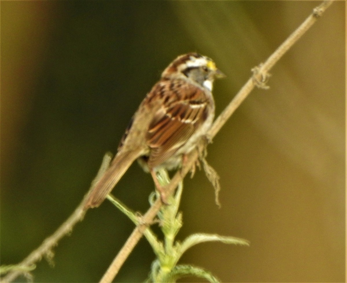 White-throated Sparrow - ML323077211