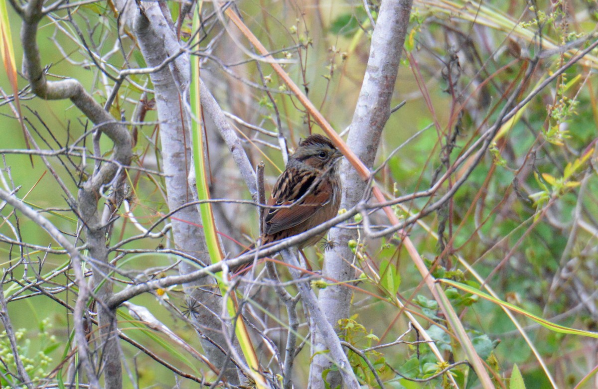 Swamp Sparrow - ML323077741