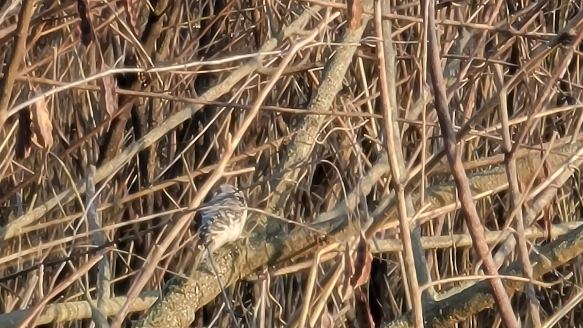 Downy x Ladder-backed Woodpecker (hybrid) - ML323078651