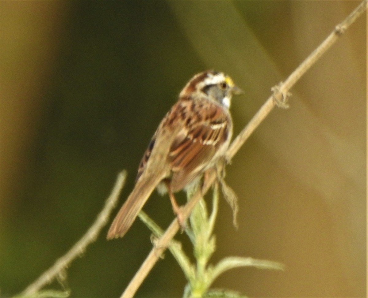 White-throated Sparrow - ML323078791