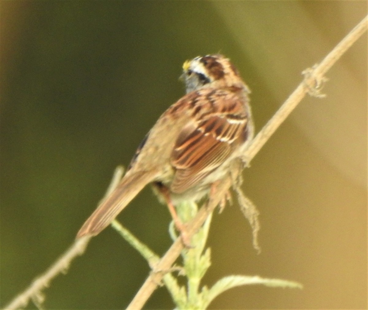 White-throated Sparrow - ML323079811