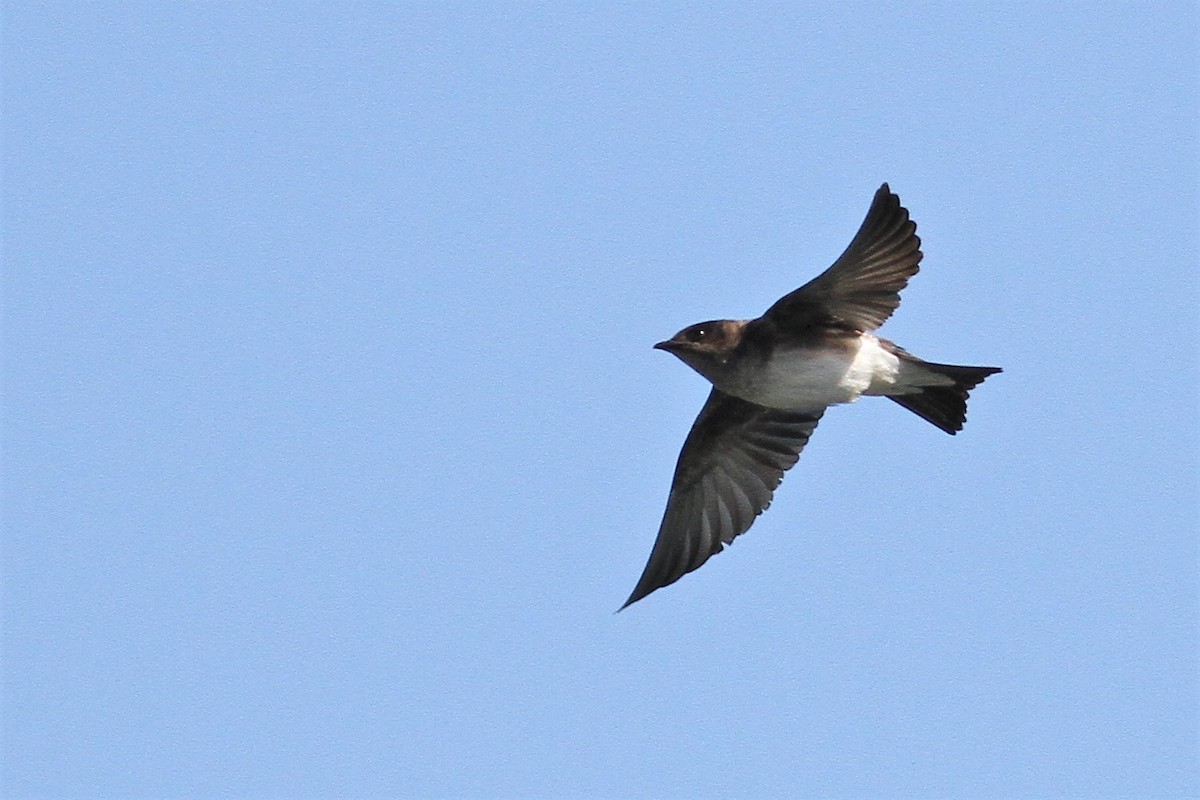 new world martin sp. (Progne sp.) - ML323082171