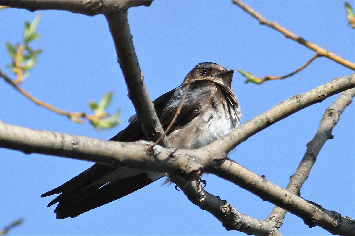 new world martin sp. (Progne sp.) - ML323082411