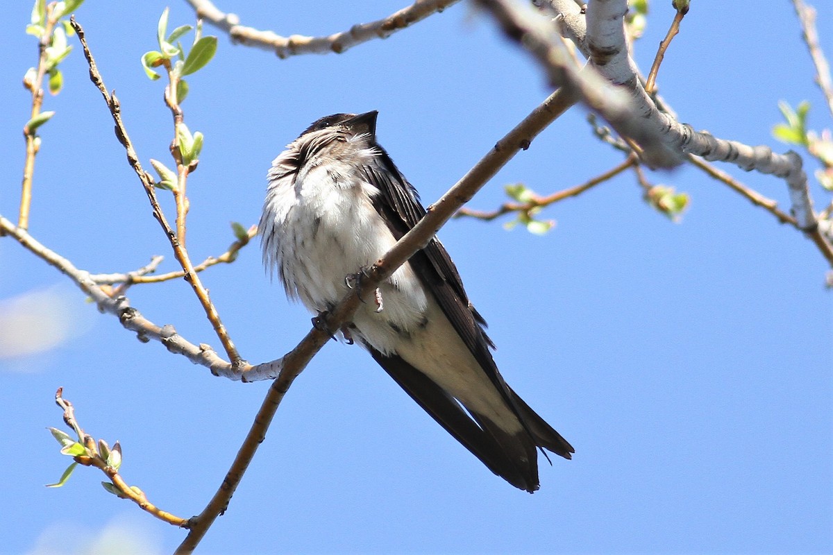 new world martin sp. (Progne sp.) - ML323082421