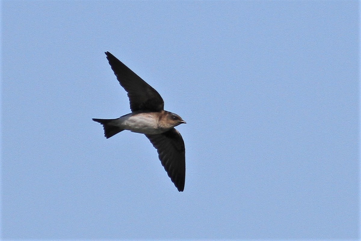 new world martin sp. (Progne sp.) - ML323082481
