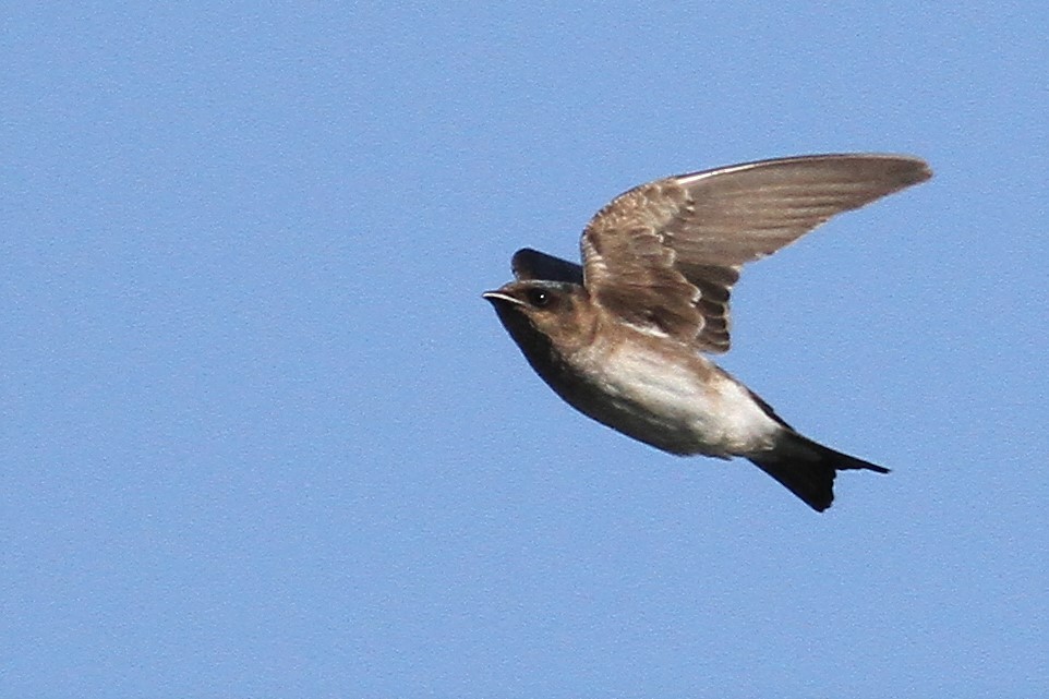 new world martin sp. (Progne sp.) - ML323082581