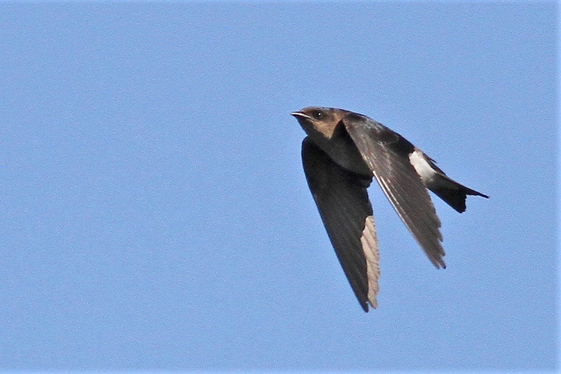 new world martin sp. (Progne sp.) - ML323082721