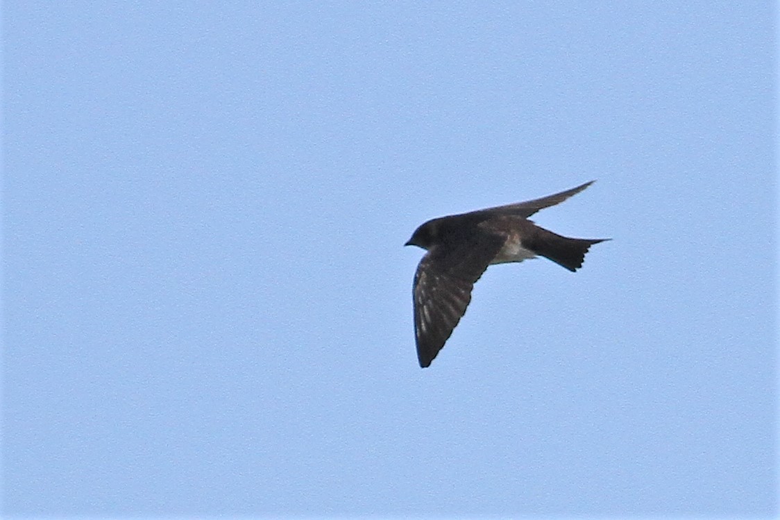new world martin sp. (Progne sp.) - ML323082861