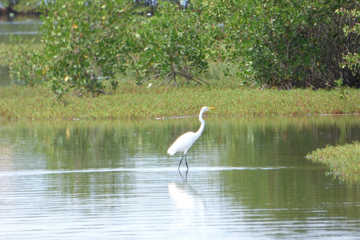 Great Egret - ML323084261