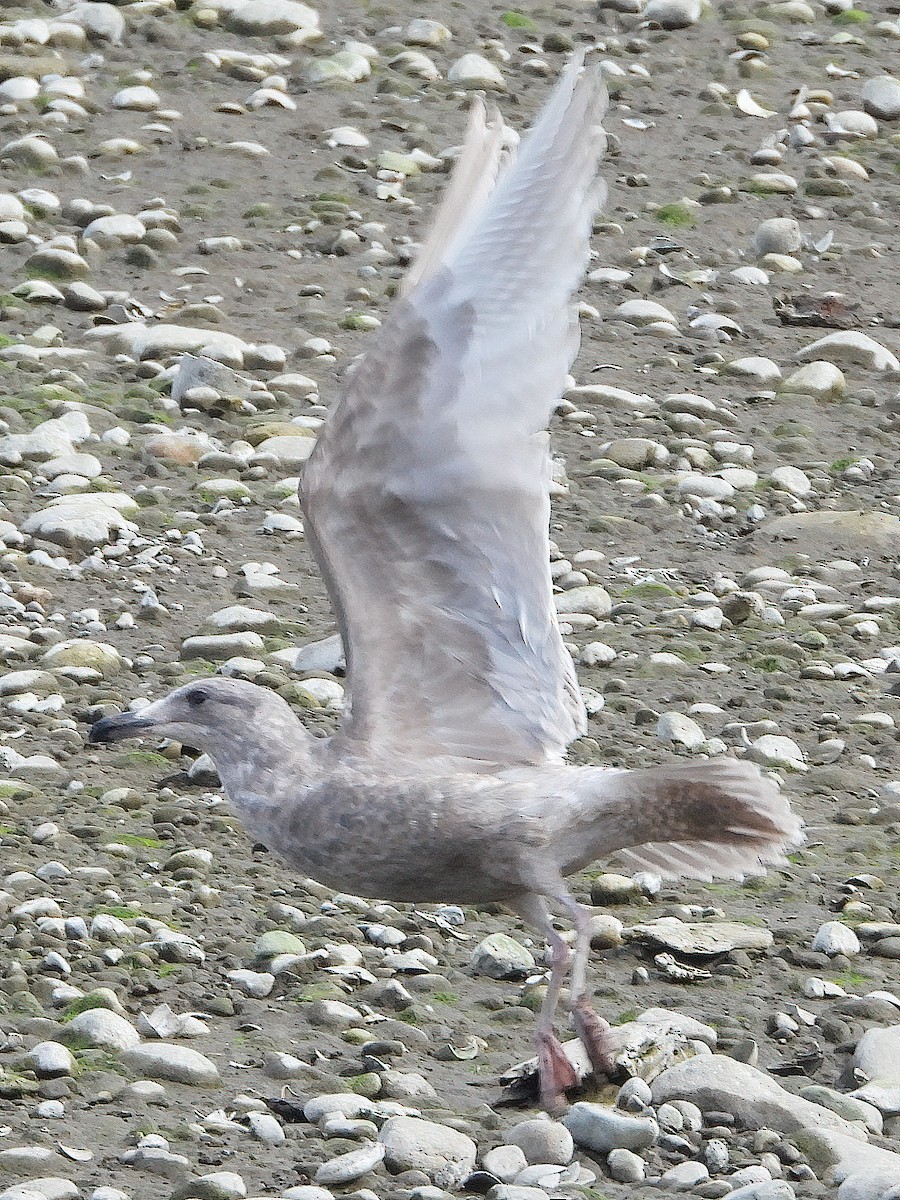 Goéland à ailes grises - ML323085251