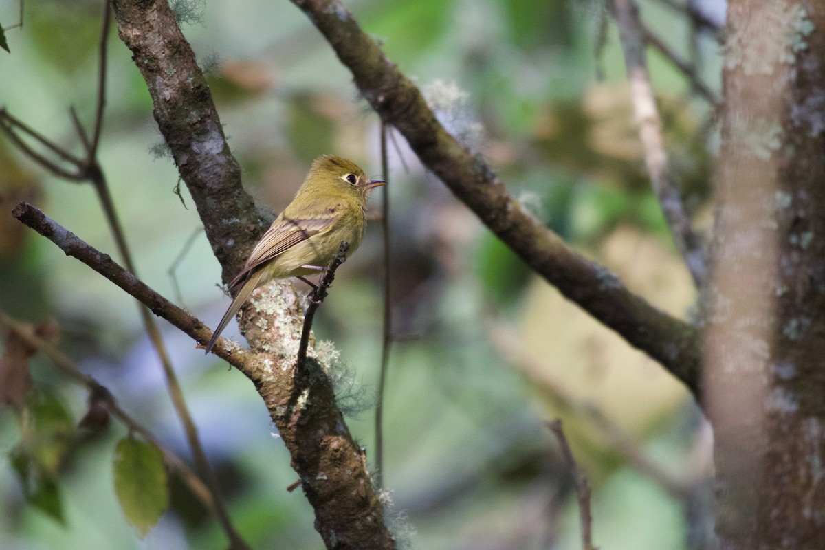 Yellowish Flycatcher - Johan Bergkvist