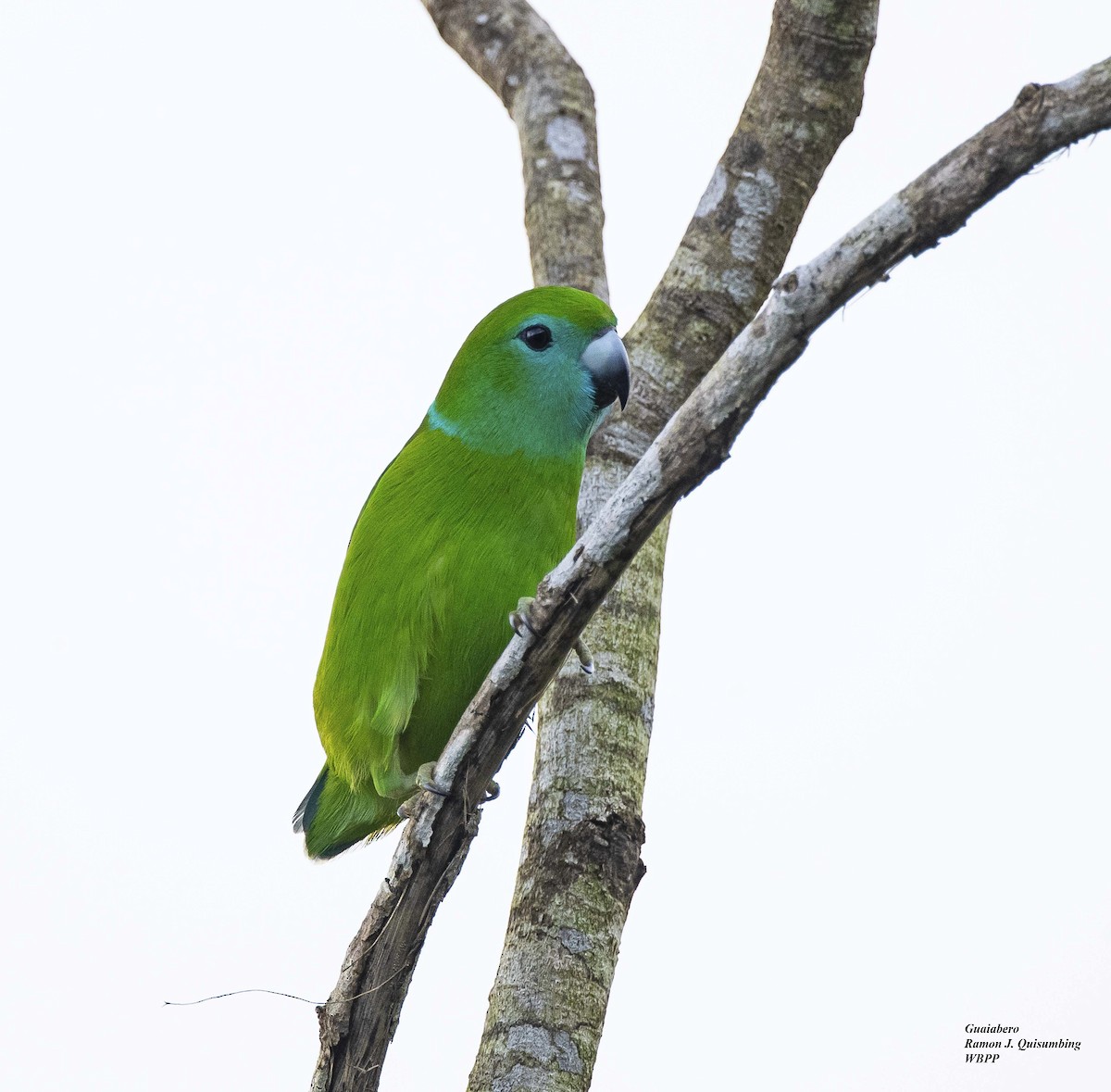 Filipin İncir Papağanı - ML323085431