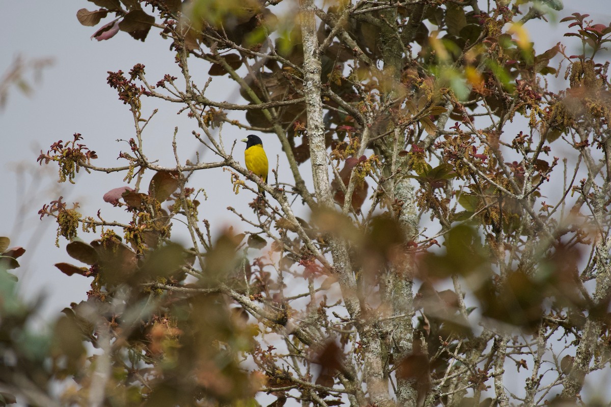 Hooded Grosbeak - Johan Bergkvist