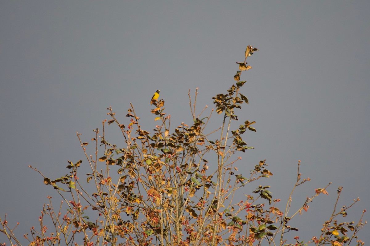 Hooded Grosbeak - ML323085551