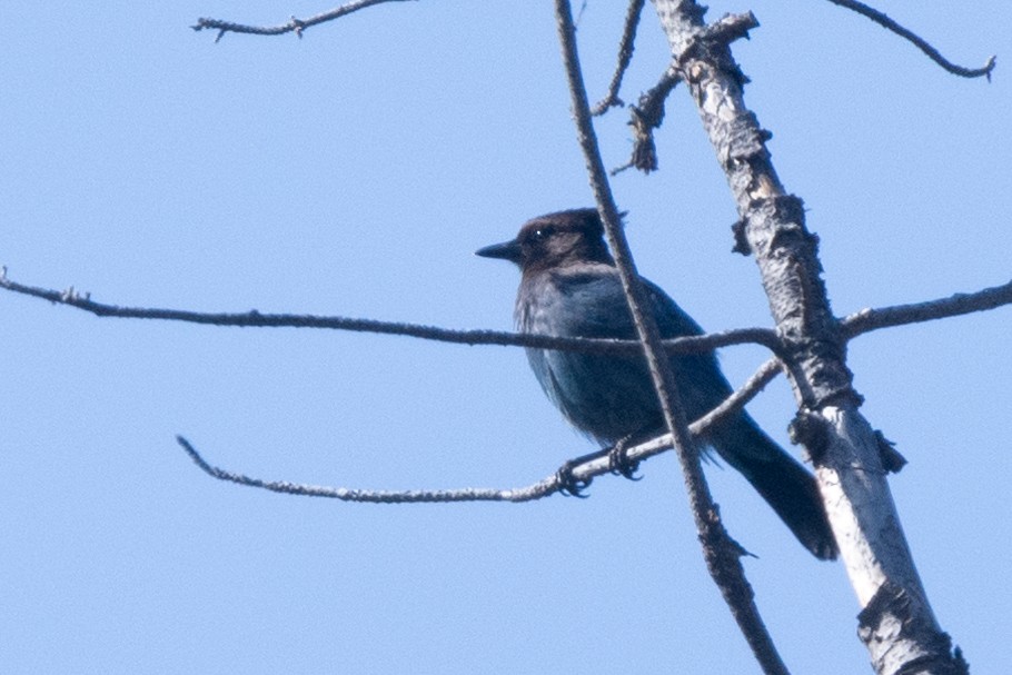 Steller's Jay - ML323085801