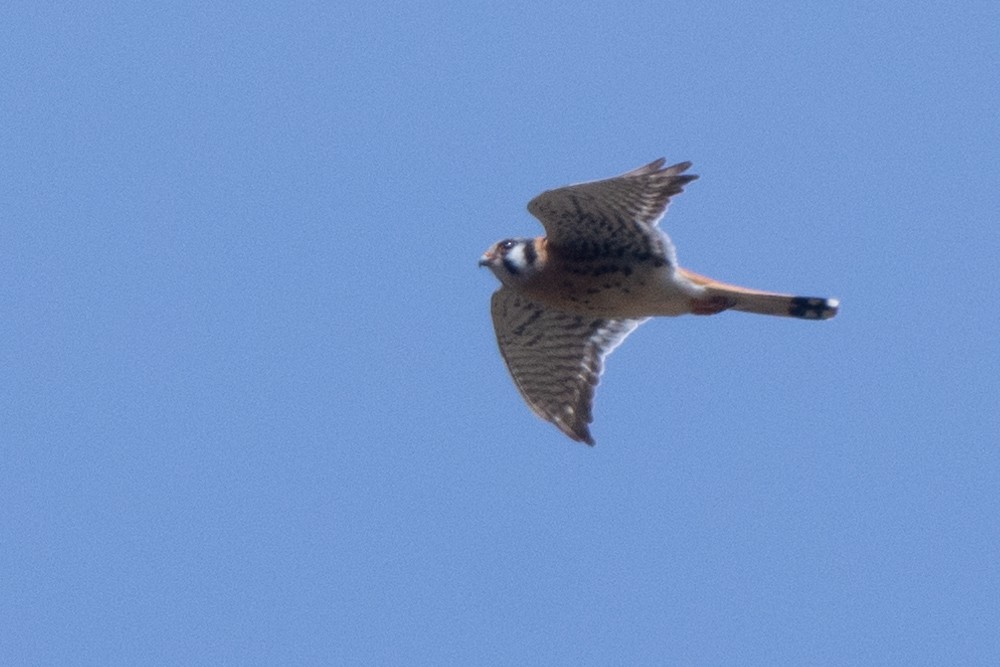 American Kestrel - ML323086541