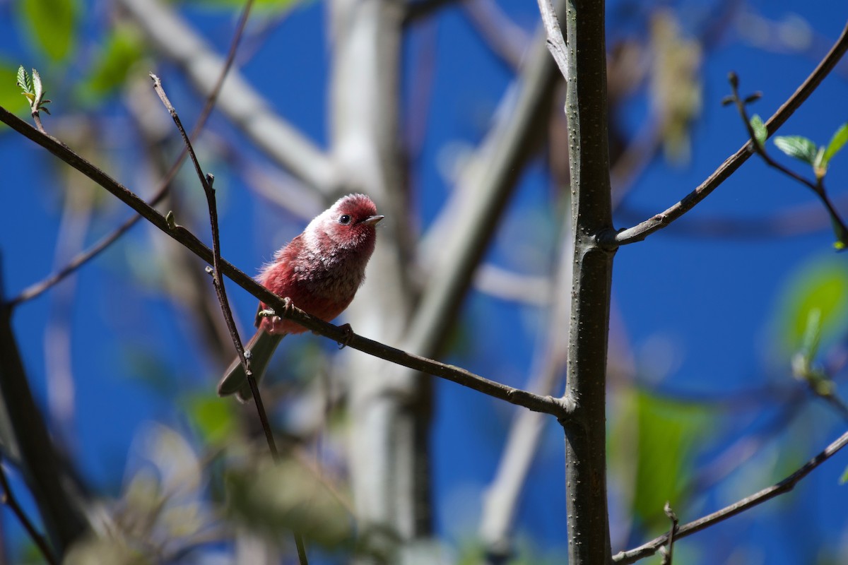 Pink-headed Warbler - ML323086661