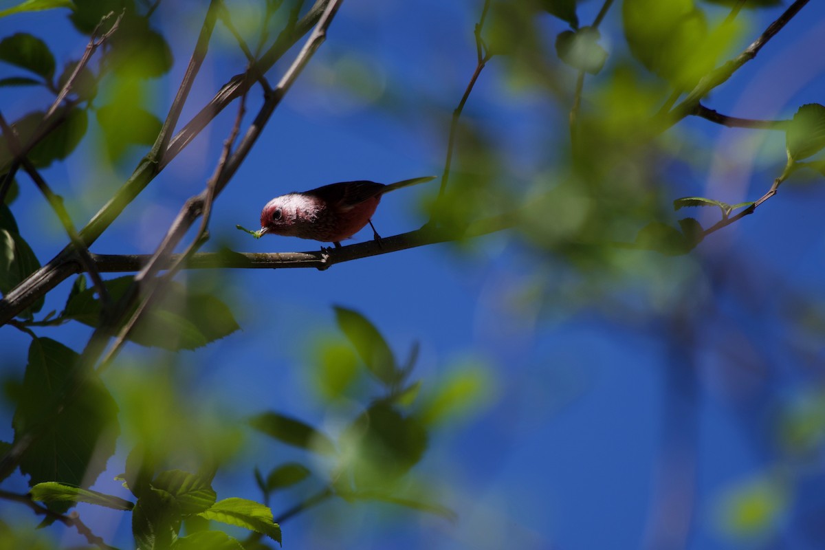 Pink-headed Warbler - ML323086681