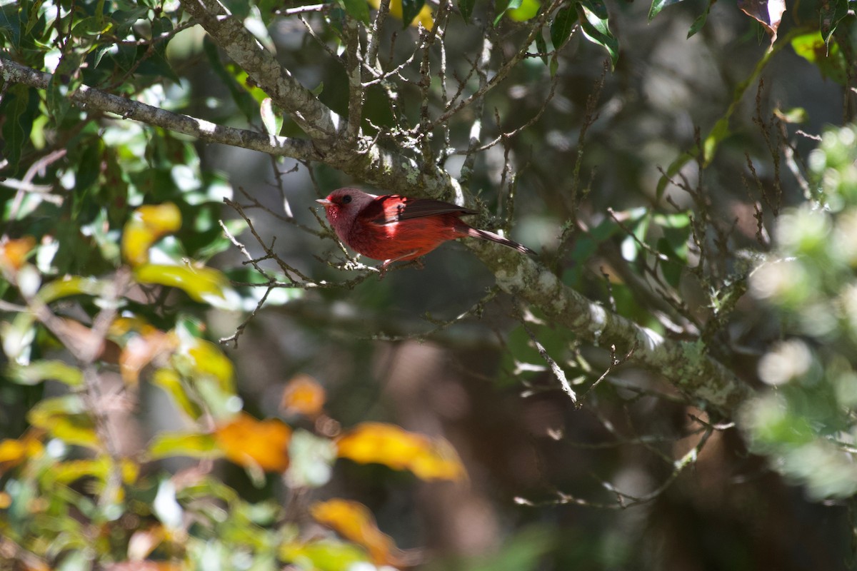 Pink-headed Warbler - ML323086721