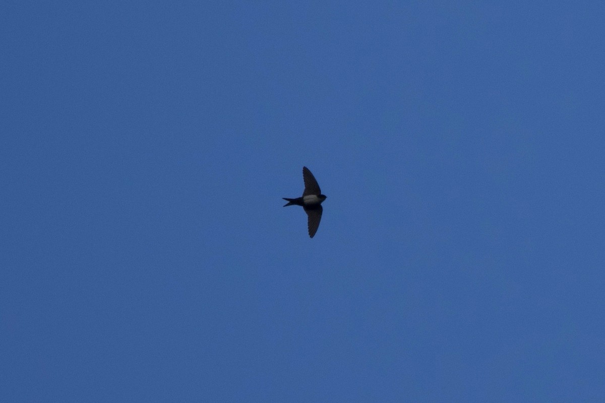Black-capped Swallow - Johan Bergkvist