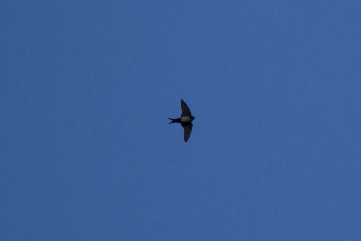 Golondrina Cabecinegra - ML323087651