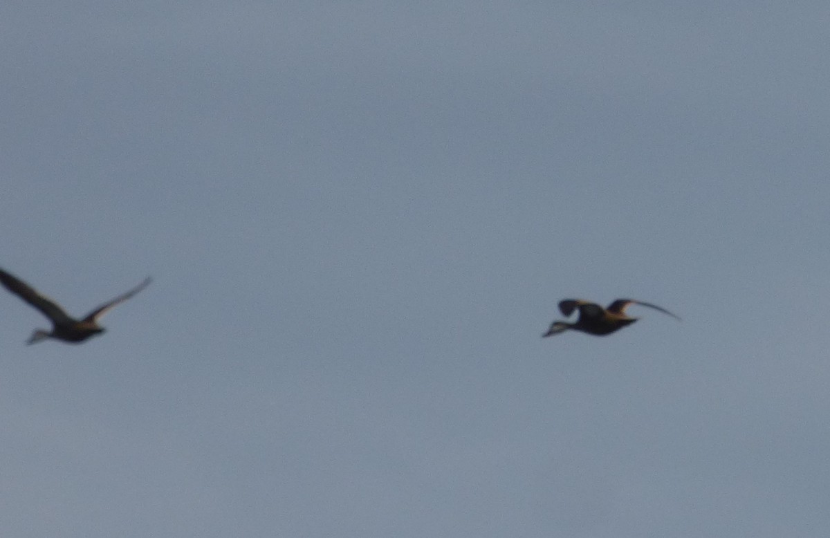 White-cheeked Pintail - ML323088281