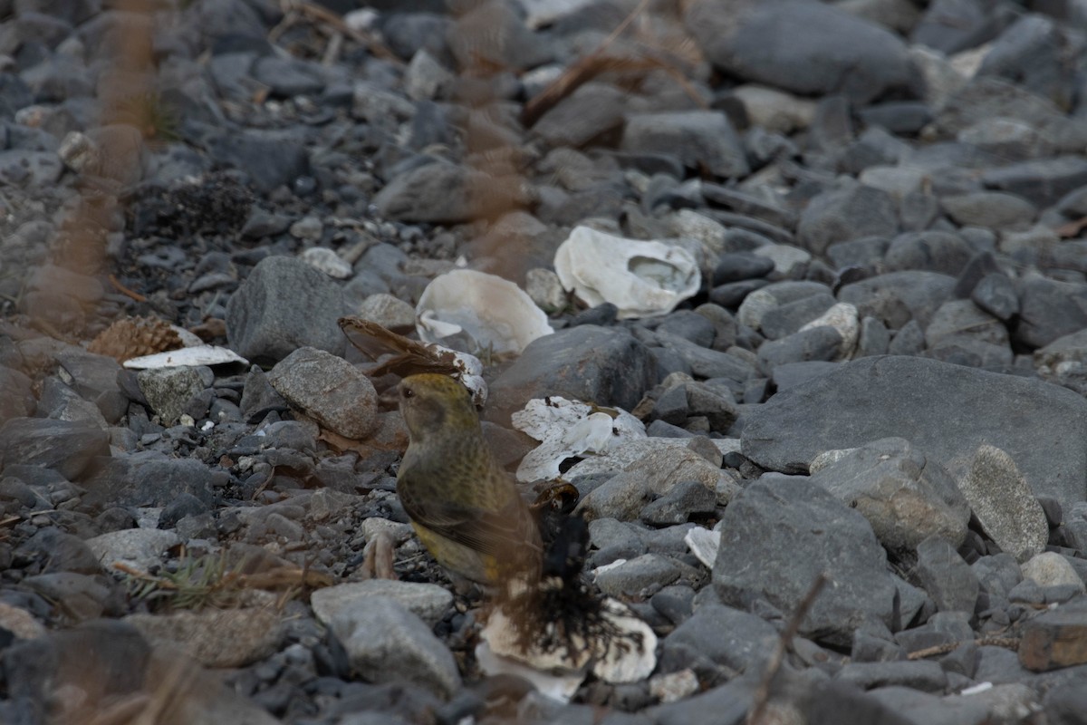 Red Crossbill - ML323088361