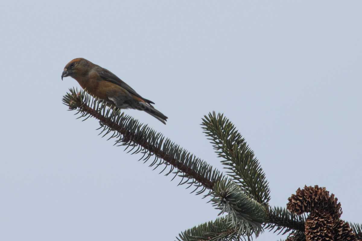 Red Crossbill - ML323088391