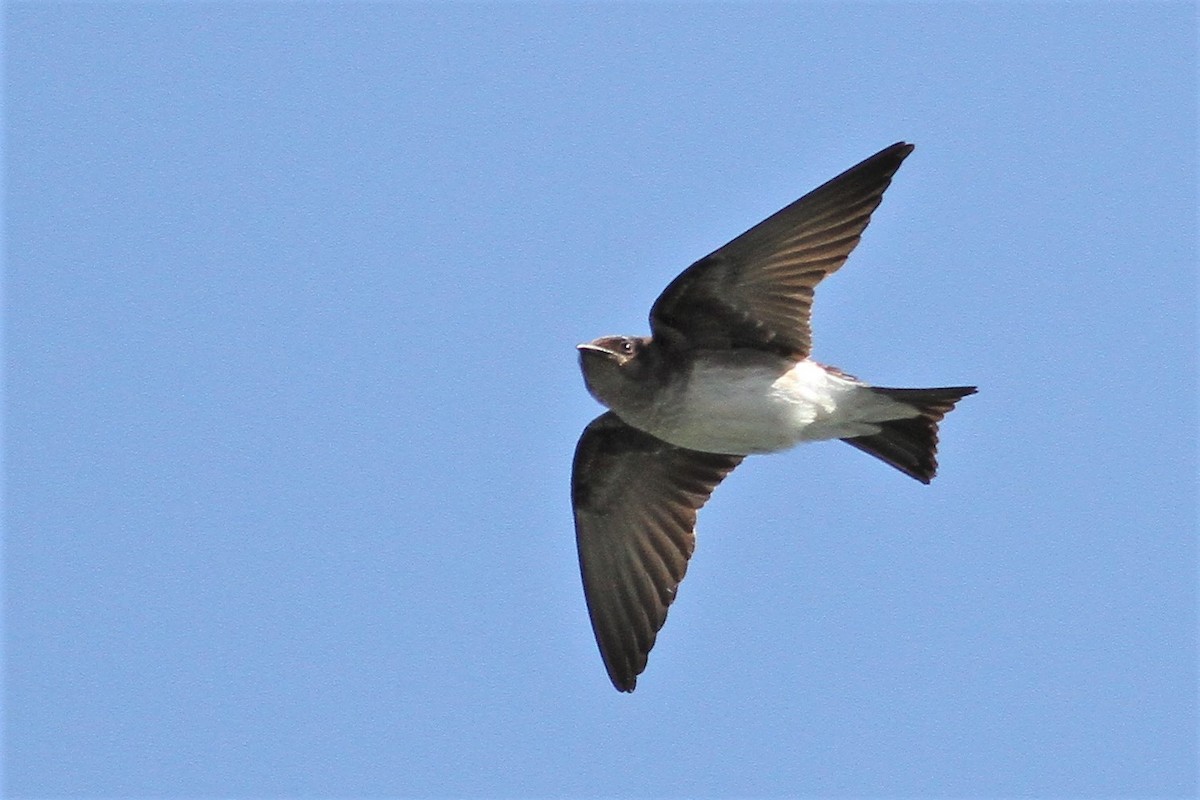 new world martin sp. (Progne sp.) - ML323088721