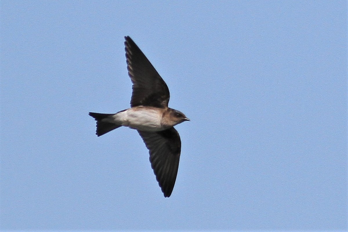 new world martin sp. (Progne sp.) - ML323088811