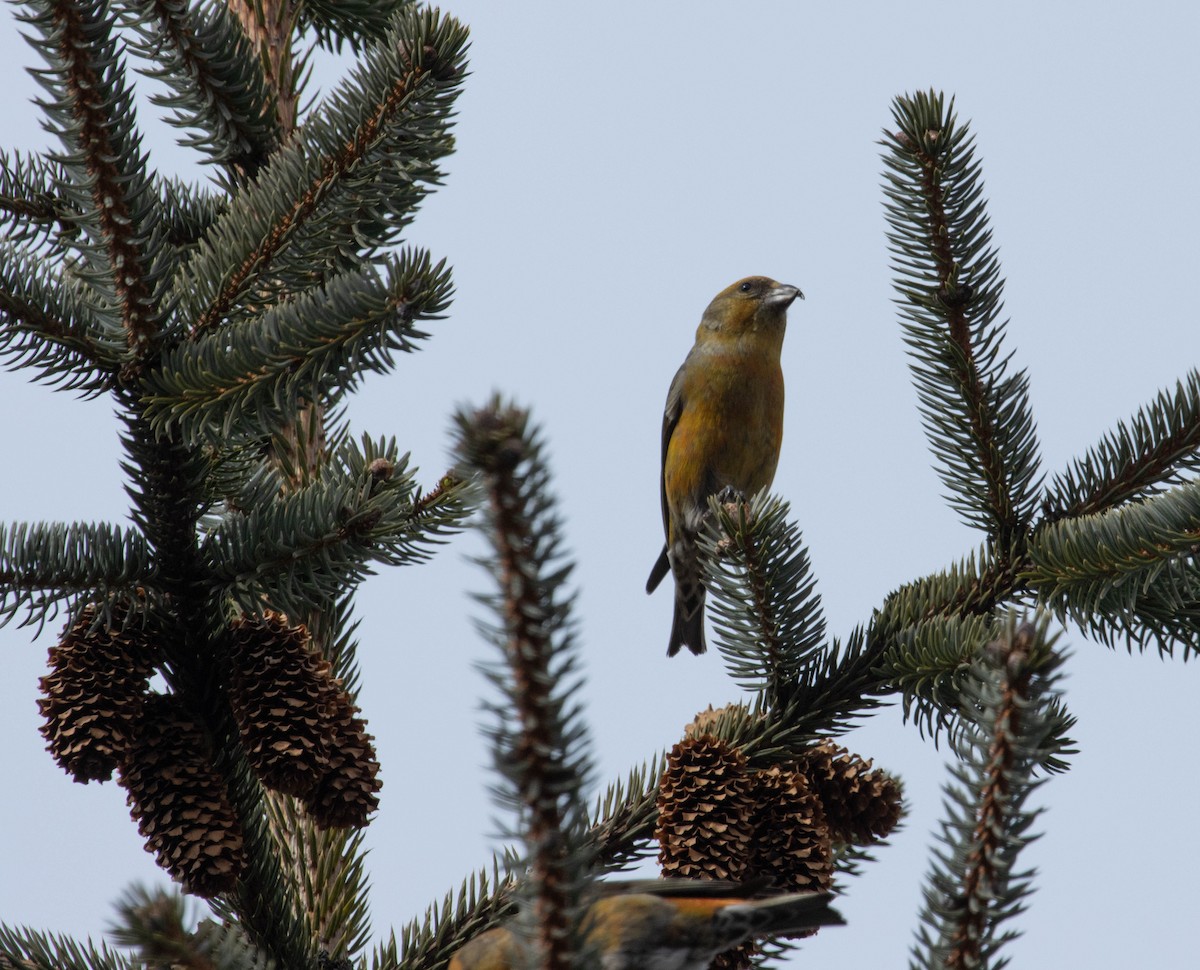 Red Crossbill - ML323088901