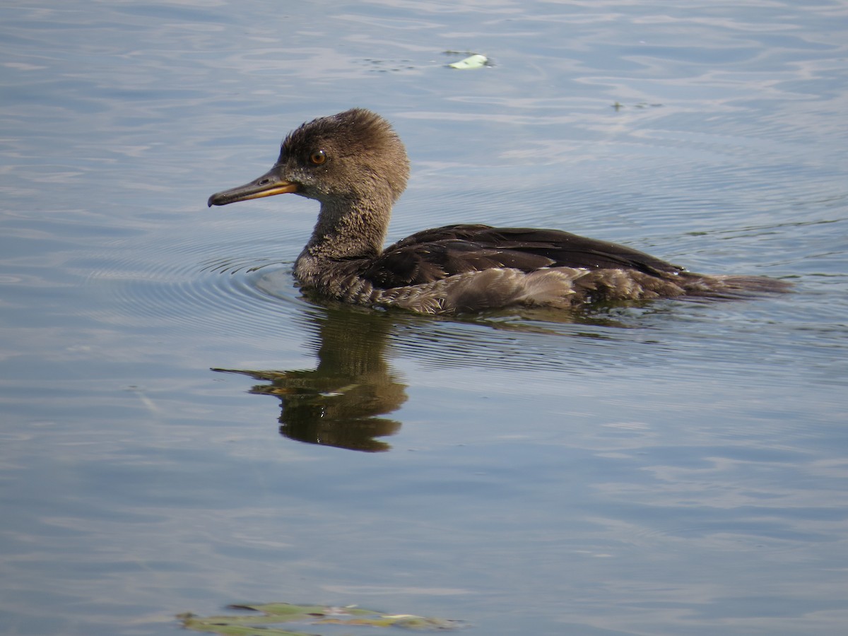 Hooded Merganser - ML32308901