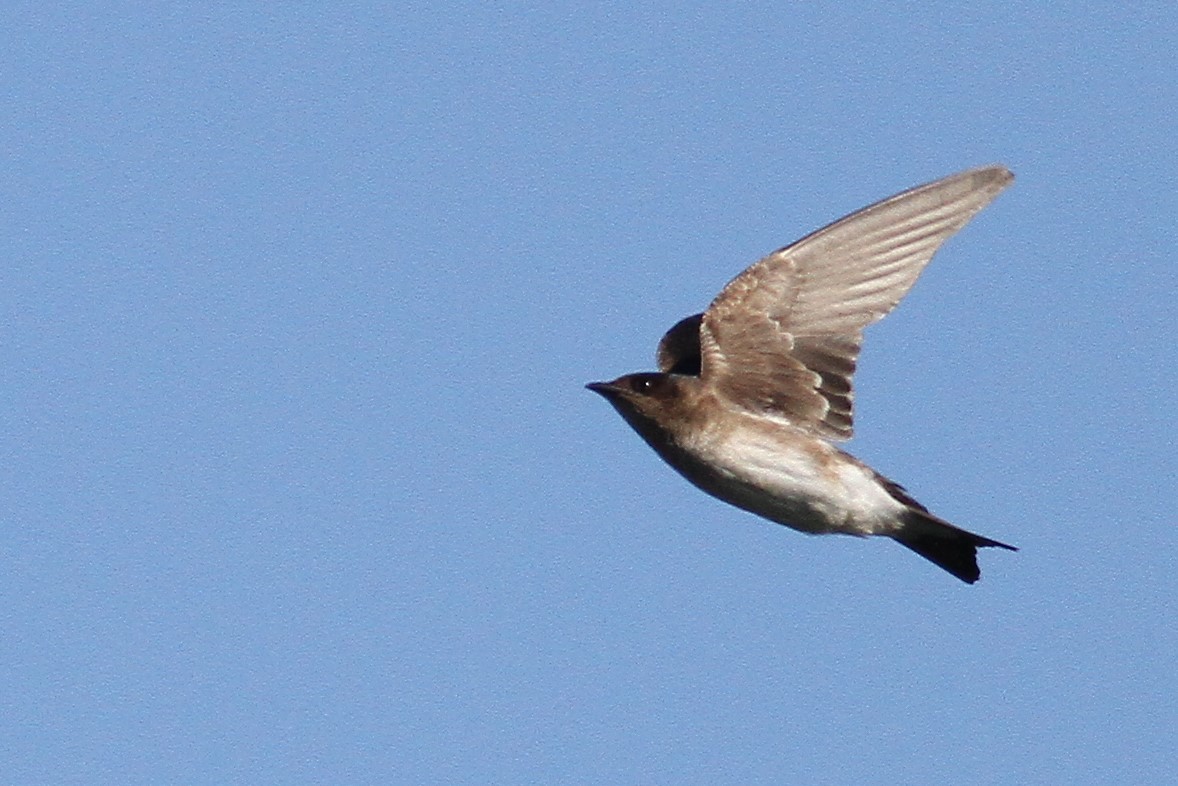 new world martin sp. (Progne sp.) - ML323089141