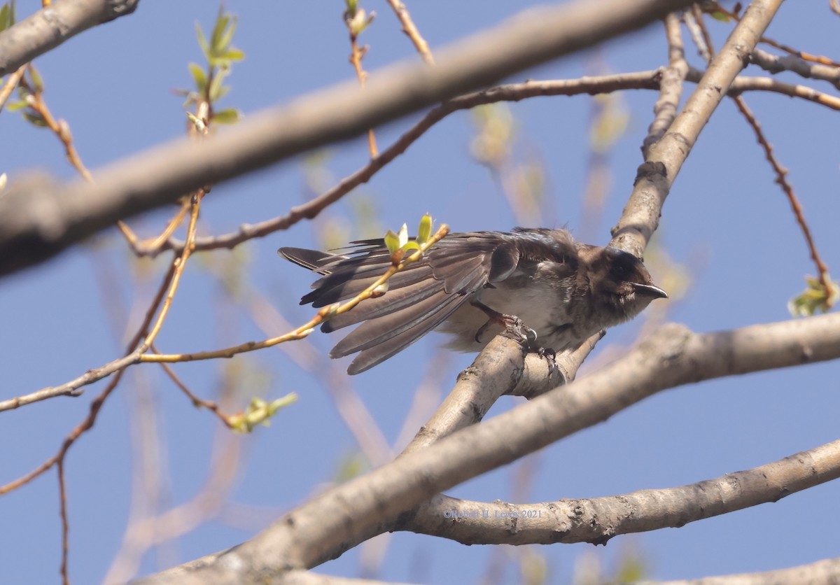 new world martin sp. (Progne sp.) - ML323089201