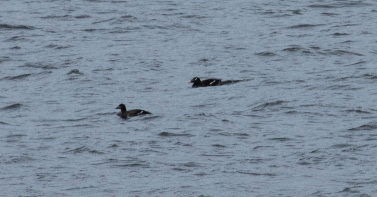 White-winged Scoter - ML323089291