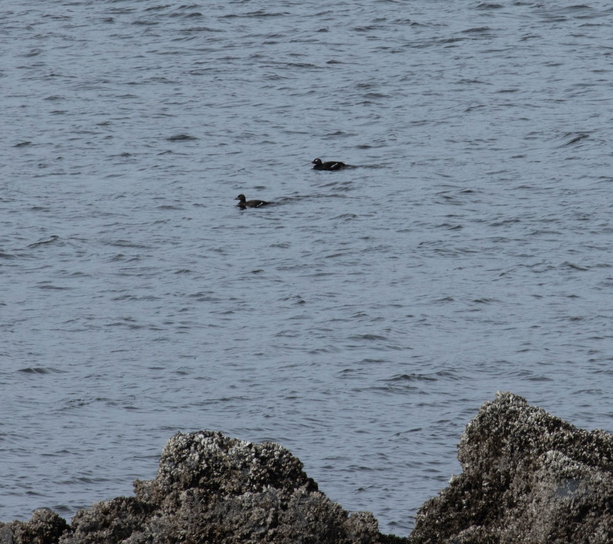 White-winged Scoter - ML323089511